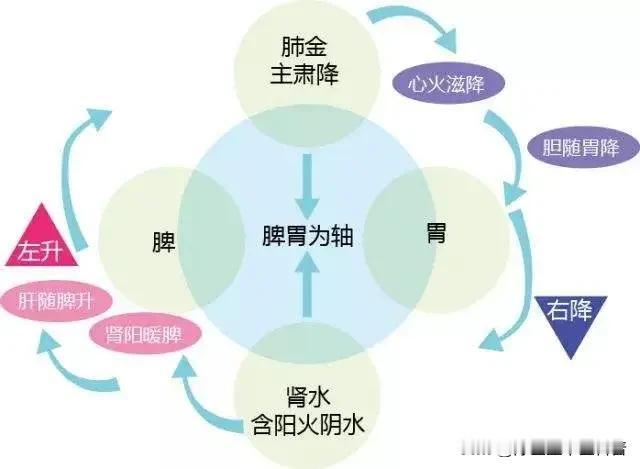 肺气肃降太过会导致气机下行过度、清阳不升，进而引发气血无法上荣头面肢体，出现神疲