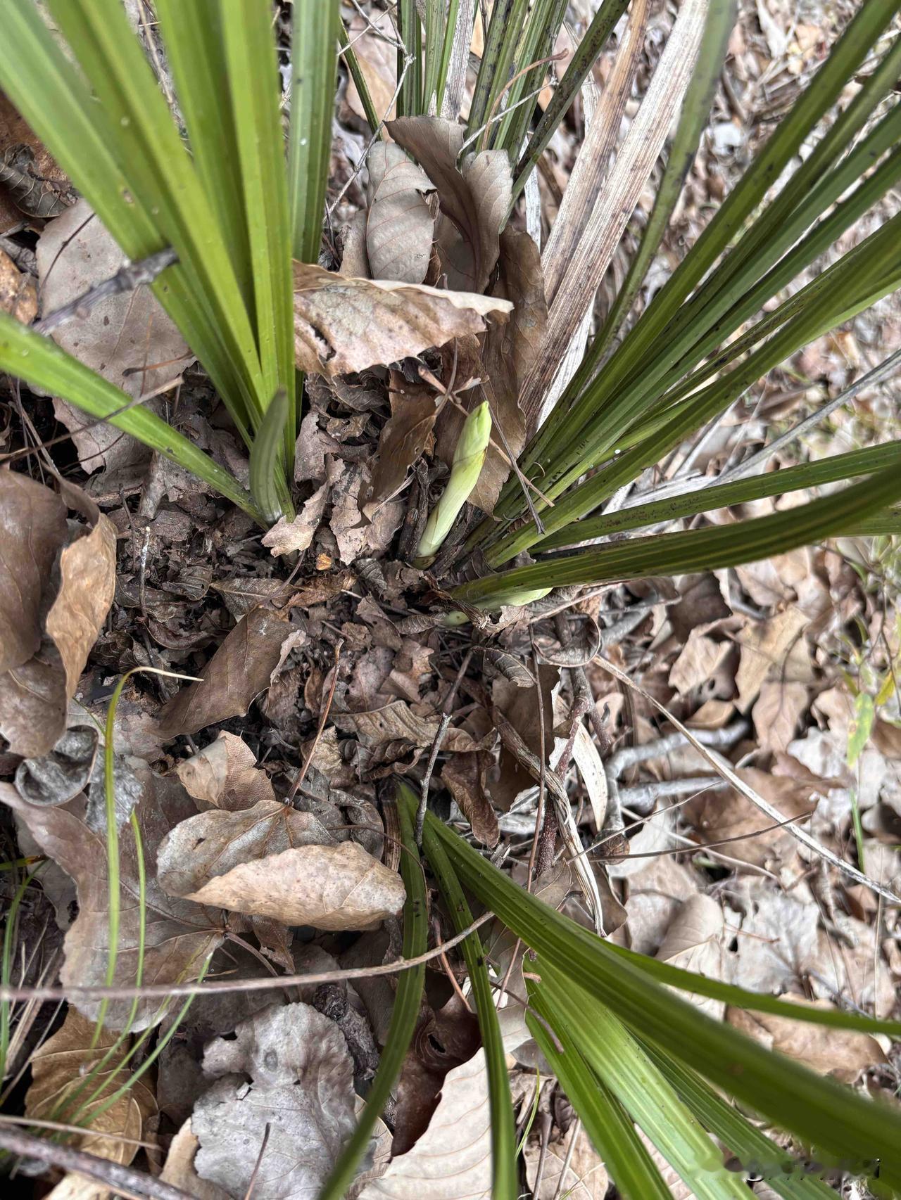 秦岭兰花，那可是大自然的绝美馈赠。秦岭独特的地理环境孕育出的兰花，有着别样的韵味