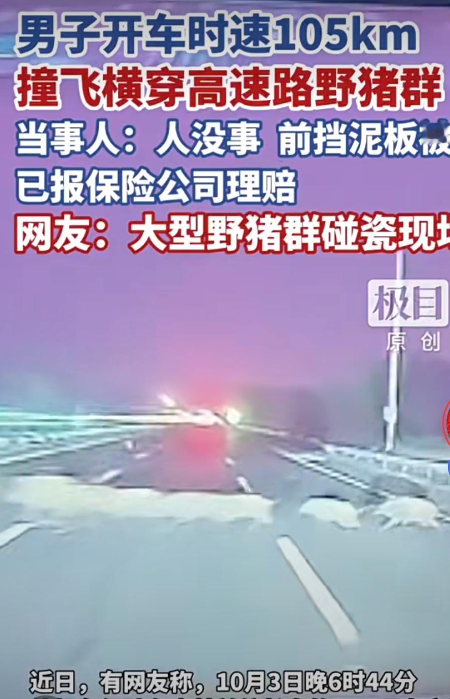 高速上野猪闯大祸，没想到二师兄如此胆肥，车主如此淡定。好家伙，