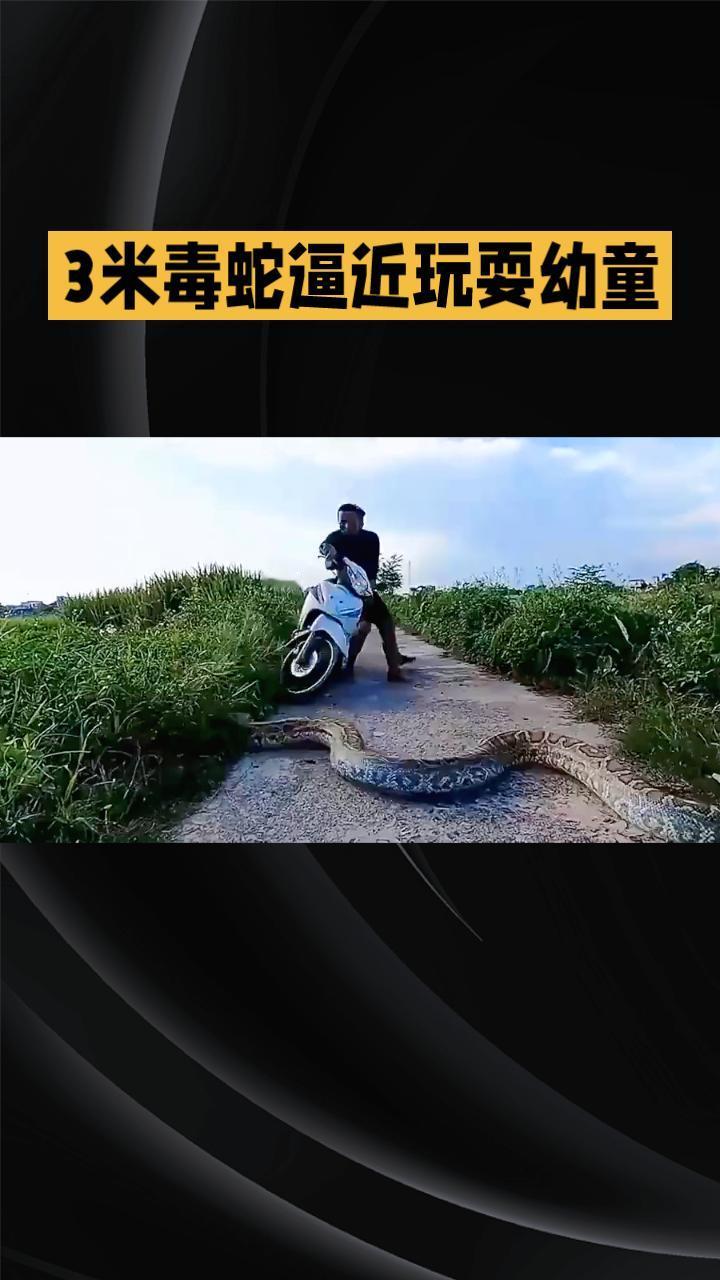3米毒蛇逼近玩耍幼童，摩托车手惊险逃生，这一幕为何发生？4月26日，贵州黔西南