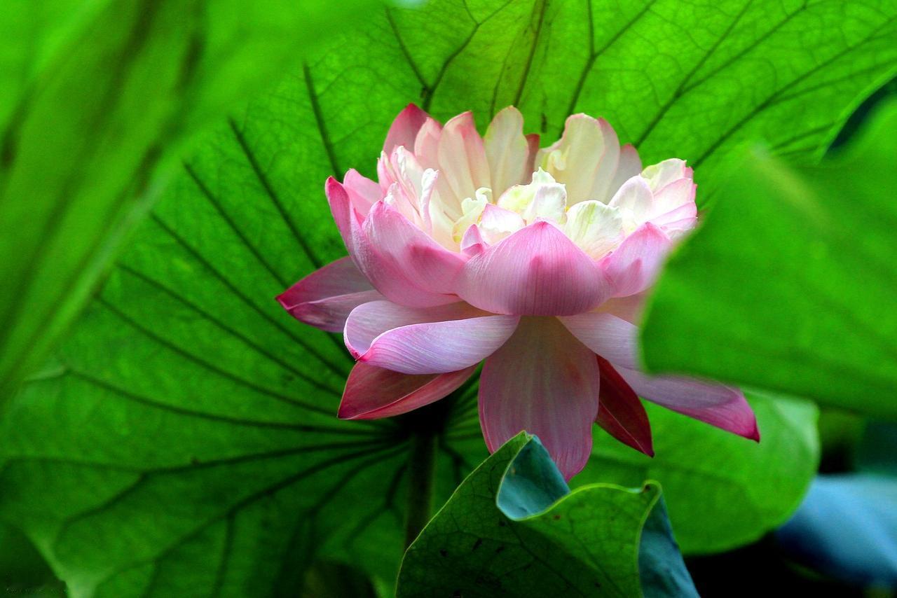 平静是最好的状态，无论是平静的拼尽全力，还是平静的等待结果。世间所有不尽人意之