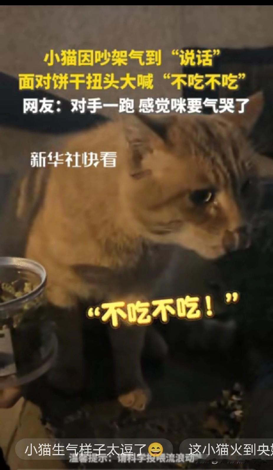 “这只小猫竟然火到央媒了！”四川成都，一博主碰见两只猫吵架，小花猫跑了后，剩下一