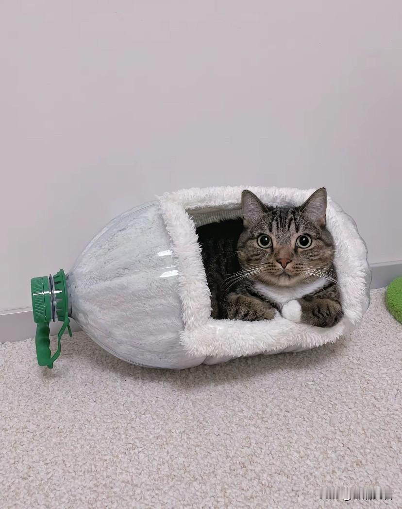 今天中午下班回到家，12月3日报道，看到这一幕我惊呆了！我婆婆用油桶给猫做了一个