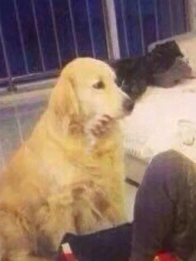 狗窝买家秀，我一度怀疑这是来自狗子的好评