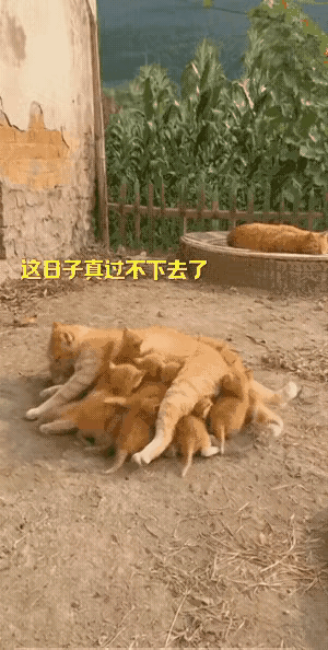 大叔家里养了一公一母两只橘猫。母猫最近生了十六只小猫，喂奶时场面有点混乱。它侧着