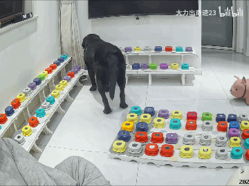 泪目了，感叹小狗理解能力和表达能力原来可以这么强～