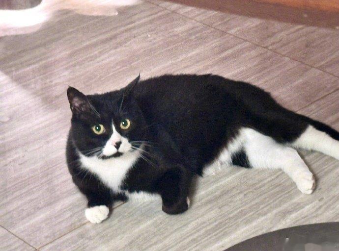 丁禹兮收养流浪猫前同事说丁禹兮是善良的孩子合作多次的主持人杨亘讲述丁禹兮收养流