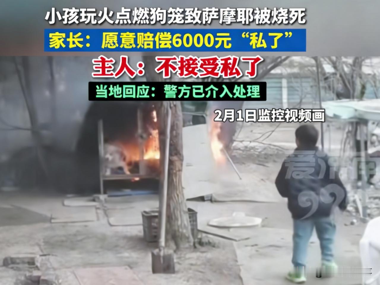 养了7年的萨摩耶被活生生烧亖，到头来就想用一句“赔偿你6000块钱或者另赔一只狗