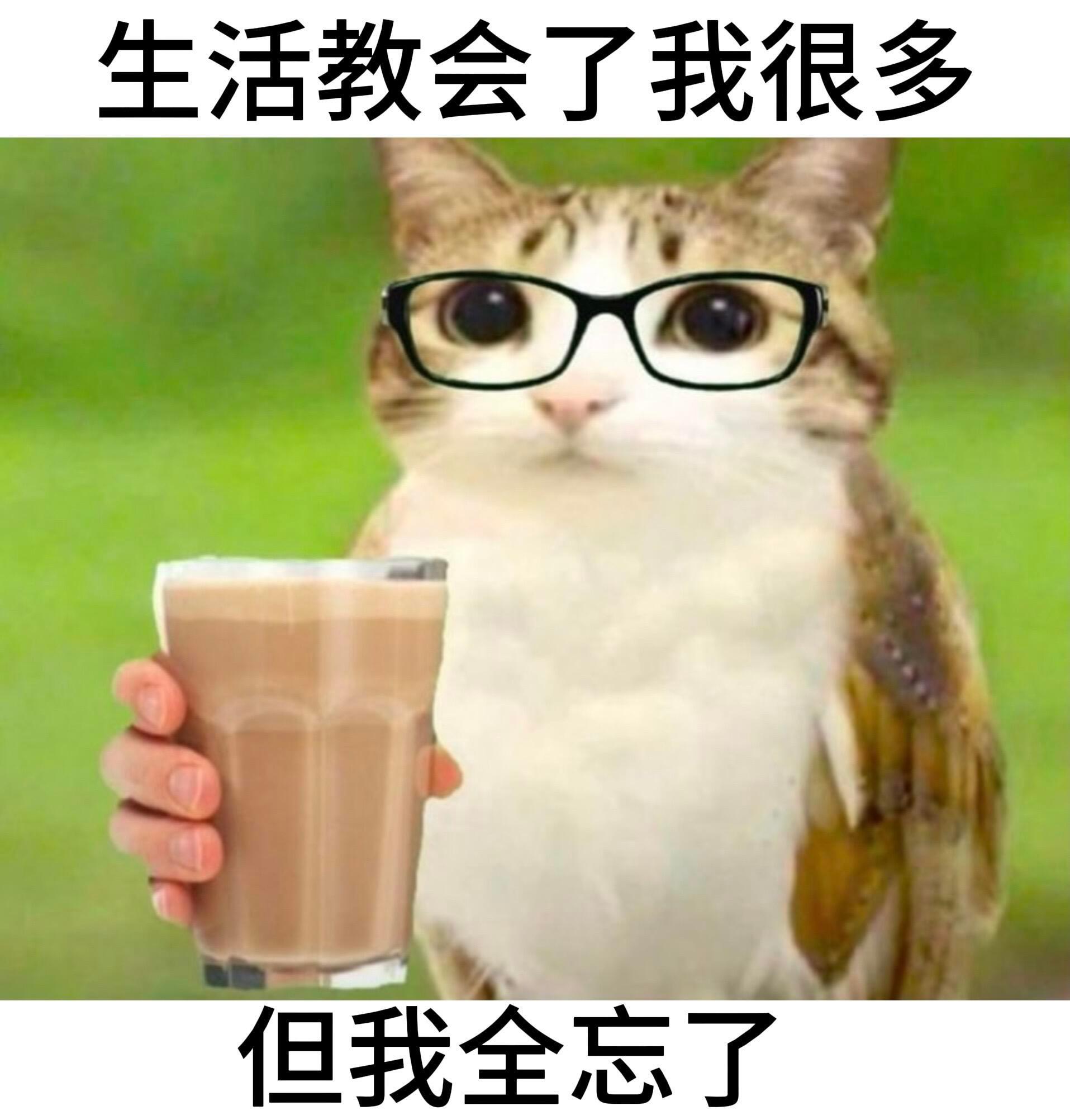 对你的人生毫无意义但很萌的猫猫memememe