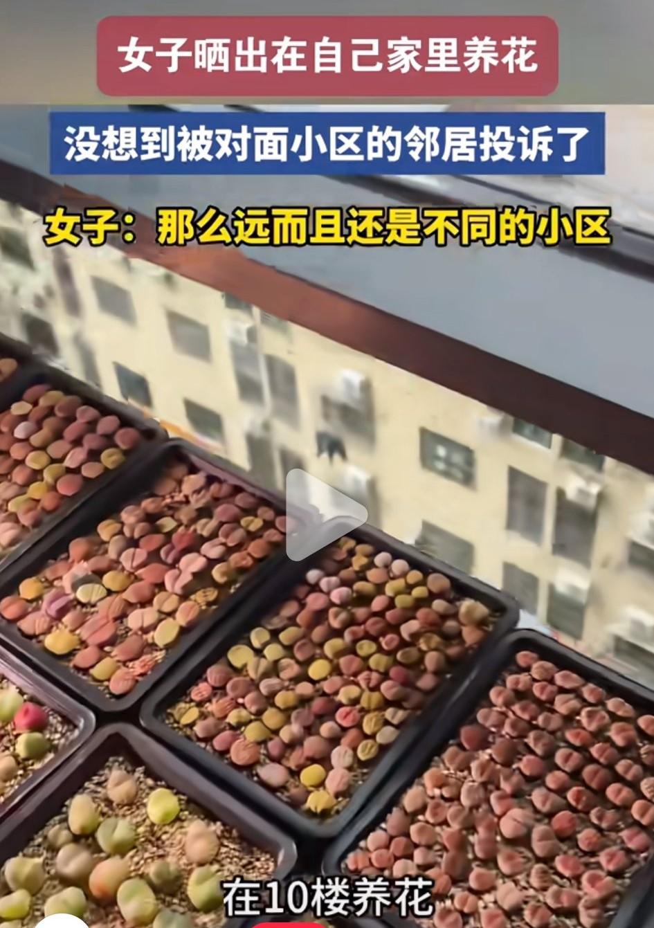 女子晒出自家阳台养花，万万没想到被对面小区投诉。该女子发视频称：自己在10楼养