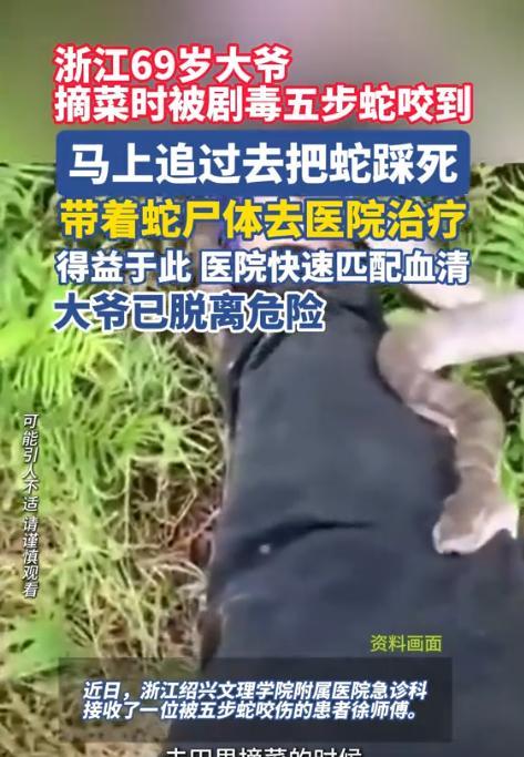 近日，浙江，69岁大爷被剧毒蛇咬伤，大爷马上追着蛇将其踩死，淡定让邻居包扎完伤口