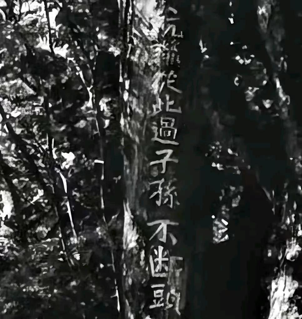 1983年，靖宇县一个护林员在老林子里溜达，突然对着棵树“噗通”跪下了，手