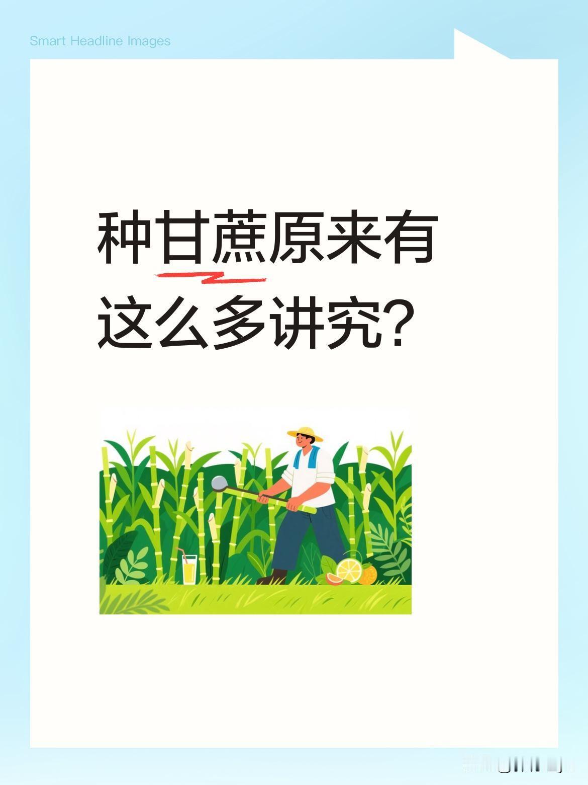 种甘蔗原来有这么多讲究？眼前的种植场景里，选种就要挑肥厚健壮的甘蔗，用菜刀切成
