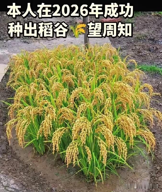 从未种过地，没想到会这么成功[赞]