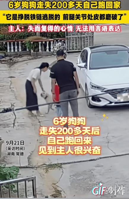 万物皆有灵性！湖南，失踪200多天的狗狗挣脱铁链，自己跑回主人家。当主人看到狗狗