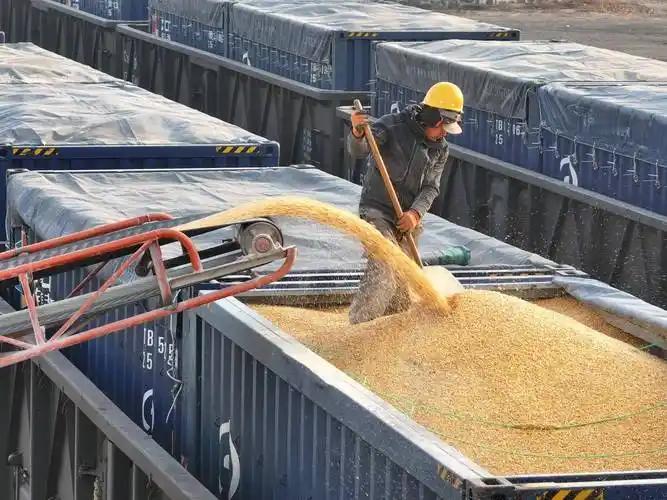 每一天，都有数百列货运列车从黑龙江、吉林、辽宁的各个站点驶出，车上满载着东北的优