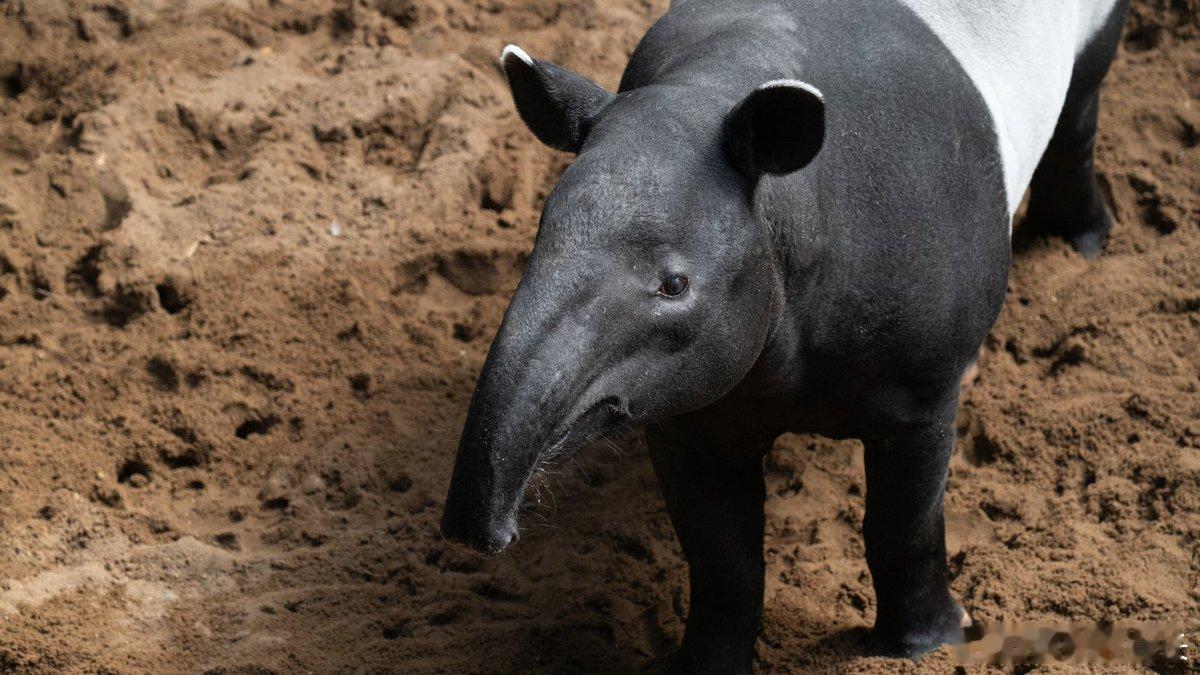 🌿昨天是世界貘日。这种动物最绝的配置，就是那根灵活得不像话的长鼻子。它由鼻端