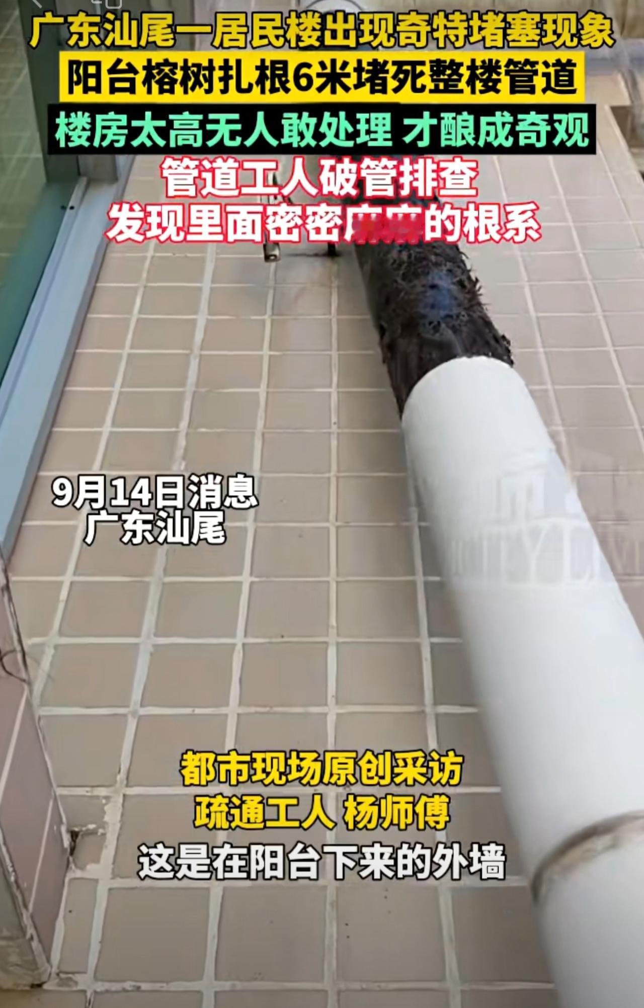 广东汕尾一居民楼出现奇特堵塞现象，阳台榕树扎根6米堵死整楼管道