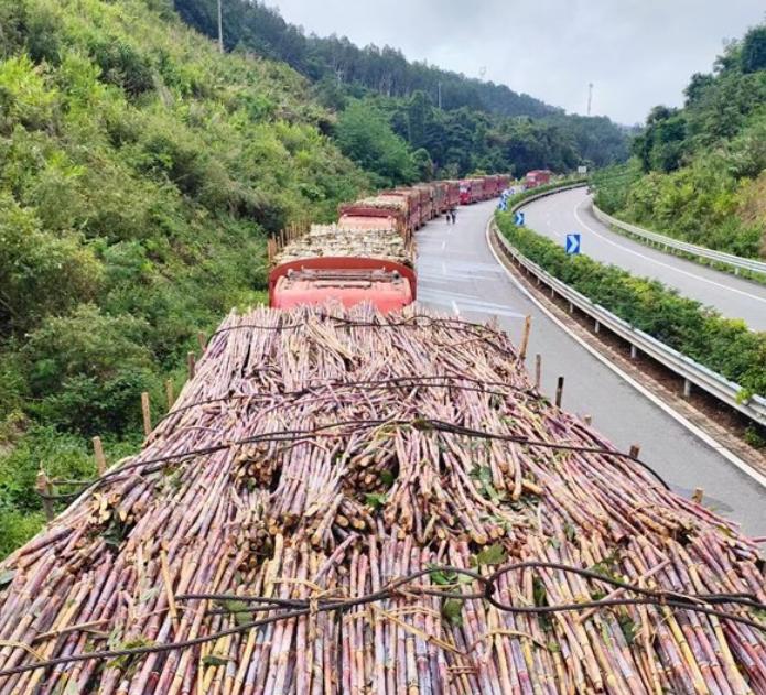 老挝甘蔗在10月底开始进入国内榨糖！老挝甘蔗每年都在大批量的进入咱们国内榨糖，