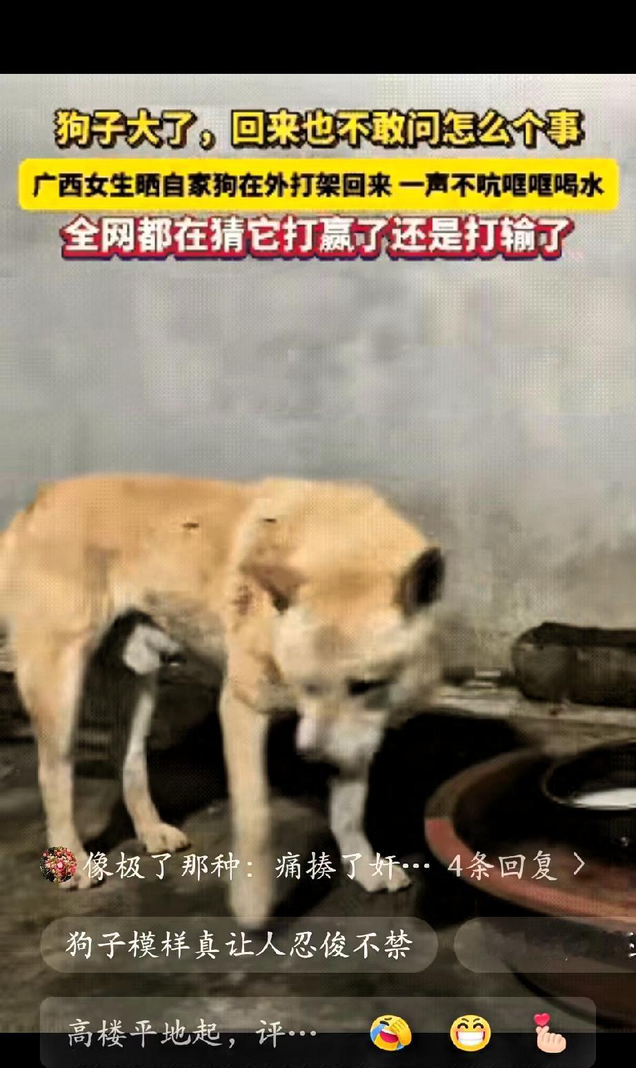 “笑喷了！”广西一女生发视频晒自家狗子，状态格外反常。狗狗的身上沾染了血迹，能看