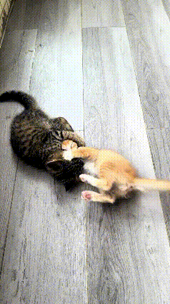 说实话，我真有点看不得猫咪这样互相打闹较劲。你看这只狸花猫，死死抱住小橘猫的脑袋