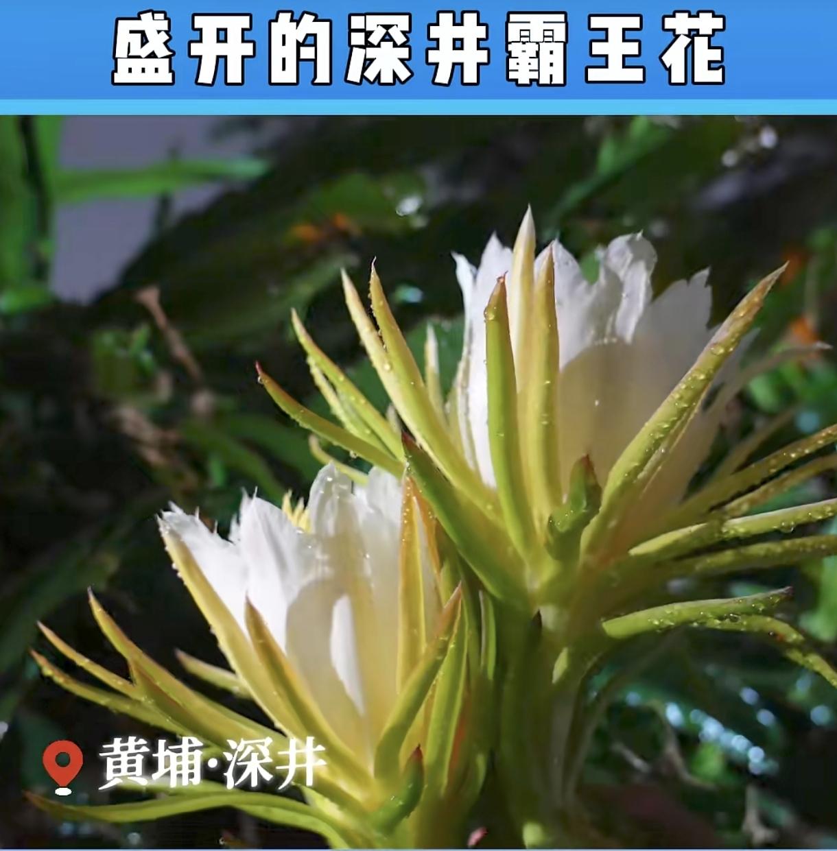 霸王花是热带植物，北方应该没有种植吧？广州黄埔区深井霸王花开了，一般都是晒干了拿