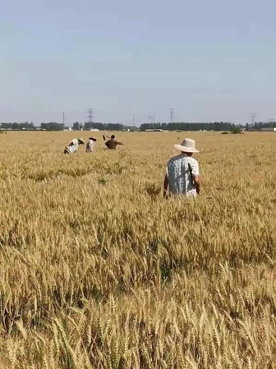 河南小麦产量占全国1/4，在面食这个事上，河南兄弟是老大贡献。这话一点不夸张——