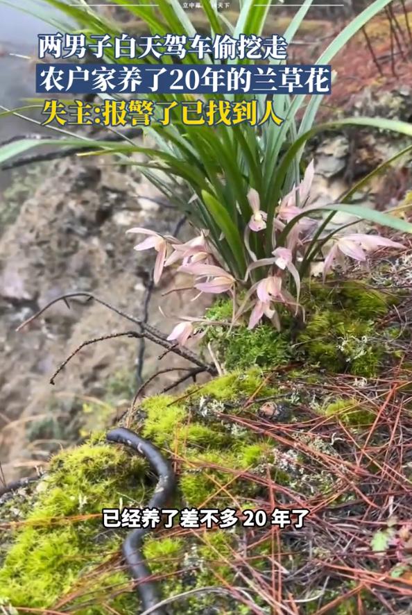 这下事情闹大了！安徽六安，一农户在家里养了20年的兰草花，可回到家后却发现只剩下
