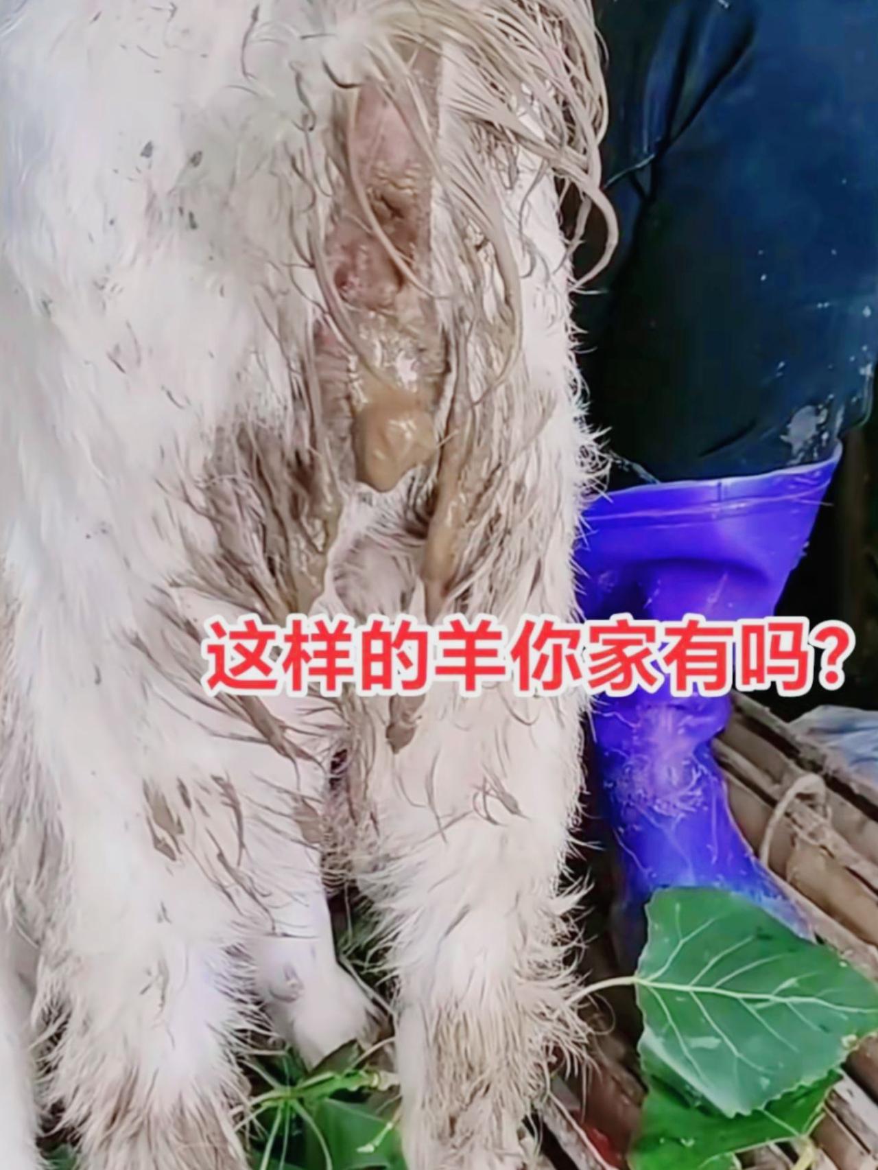 养羊人牛羊拉稀腹泻羊羔拉稀怎么办牛羊养殖