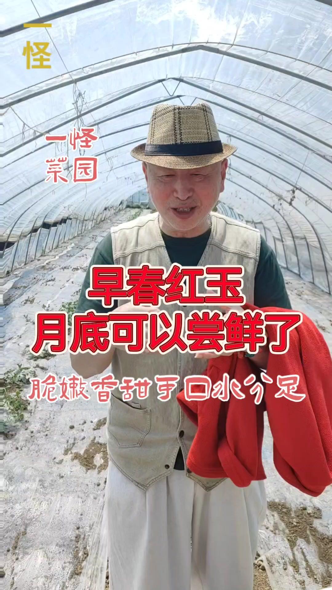 🍉有机西瓜种植记：5月底就能尝鲜了！我用原来的养鸡棚改种西瓜了，不到半年时间竟
