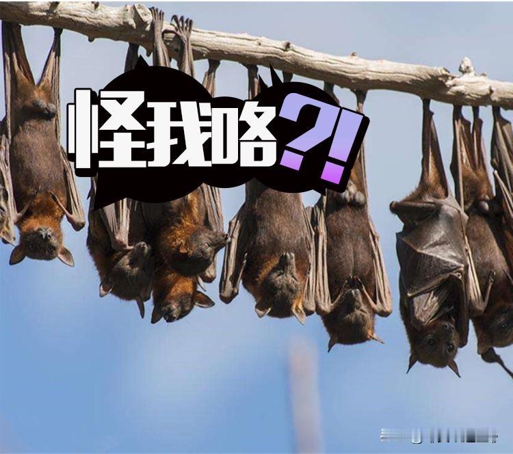 蝙蝠之所以成为众多致命病毒的“天然宿主”，是自身特性和生存习惯共同作用的结果。