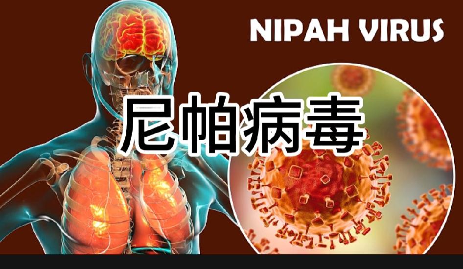 无专门疫苗、无有效法疗，致死率高达40%—75%的【尼帕病毒】危害几何？人畜共患