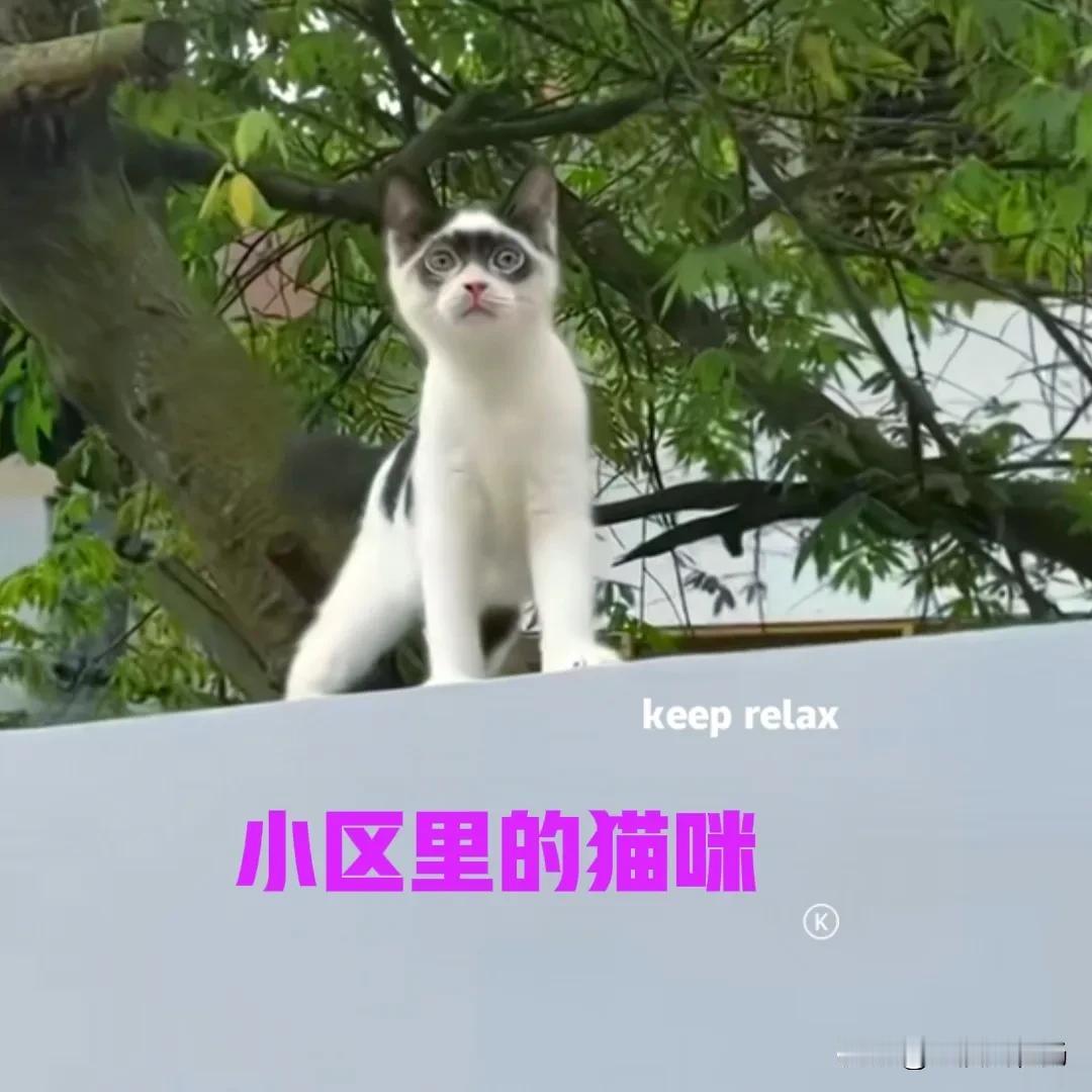 小区里有几只流浪猫，一位退休阿姨经常投喂它们，猫咪们在这里的日子还算过得不错。有