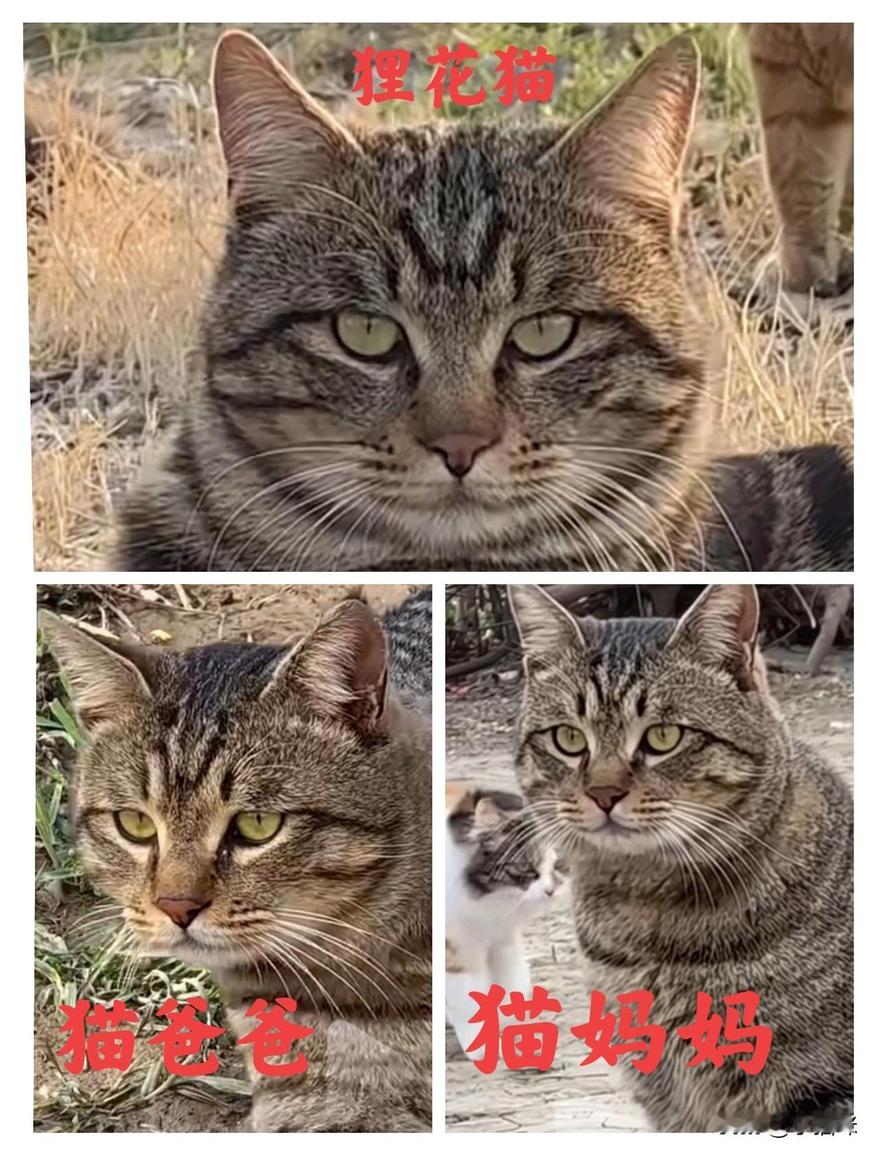 这个十分帅气的狸花猫，看看它的基因咋样？原生家庭啥样？找到它原生家庭的父母，