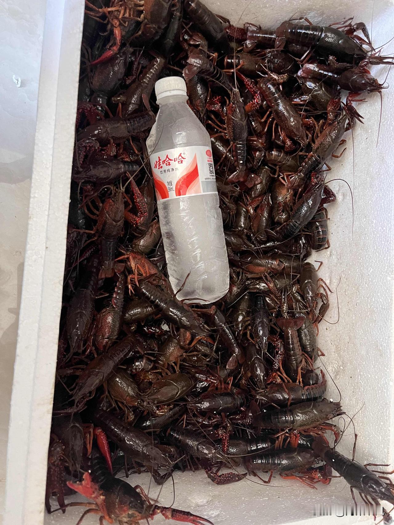 今天终于实现小龙虾自由啦！一泡沫箱活蹦乱跳的虾子，个个都肥嘟嘟的，看着就过瘾
