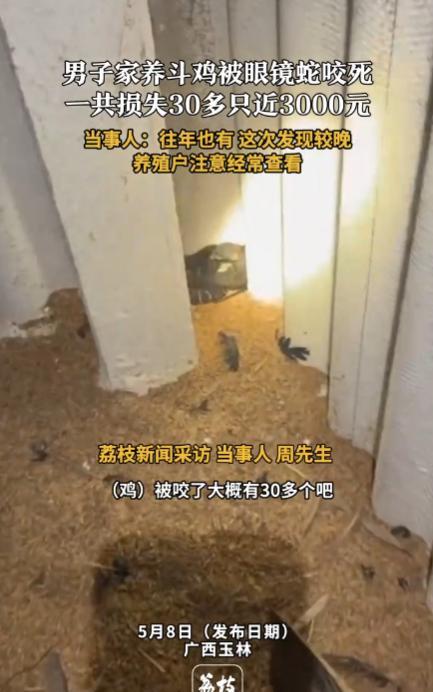 悲剧还是发生了！近日，广西玉林，一位农户在家里养了很多斗鸡，谁知却突然溜进去一条