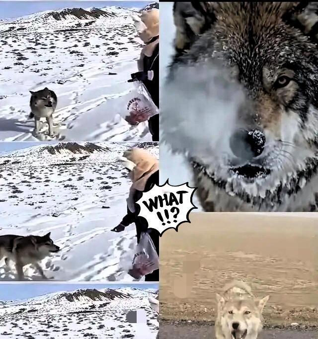 新疆奇台一个牧民十年前喂过一只小狼，临走时随口一句“老了混不下去就回来，