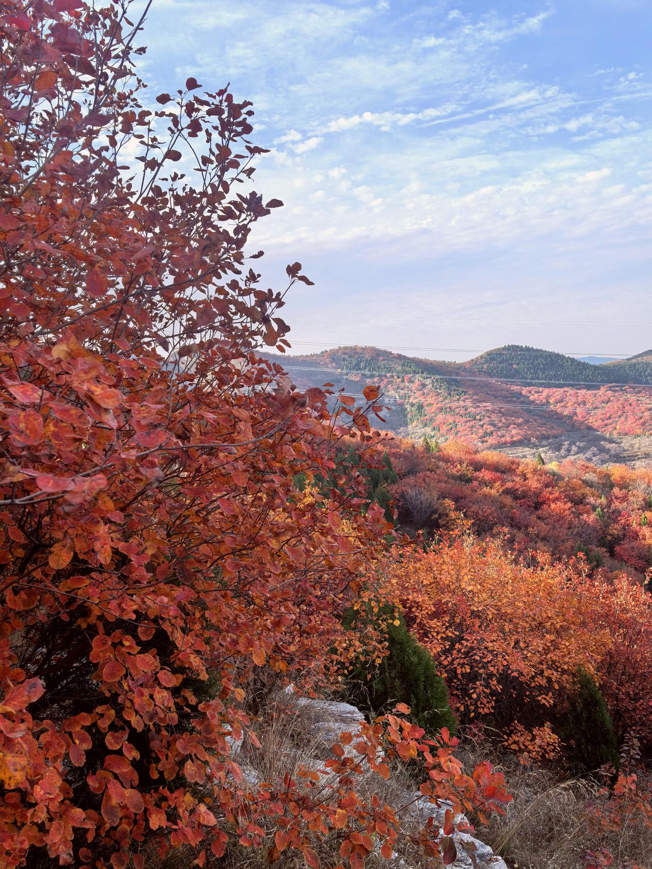 七律·立冬节序轮回又立冬，秋痕一地尽残红。轻寒带雨霜凝草，朔雪临空雾隐峰