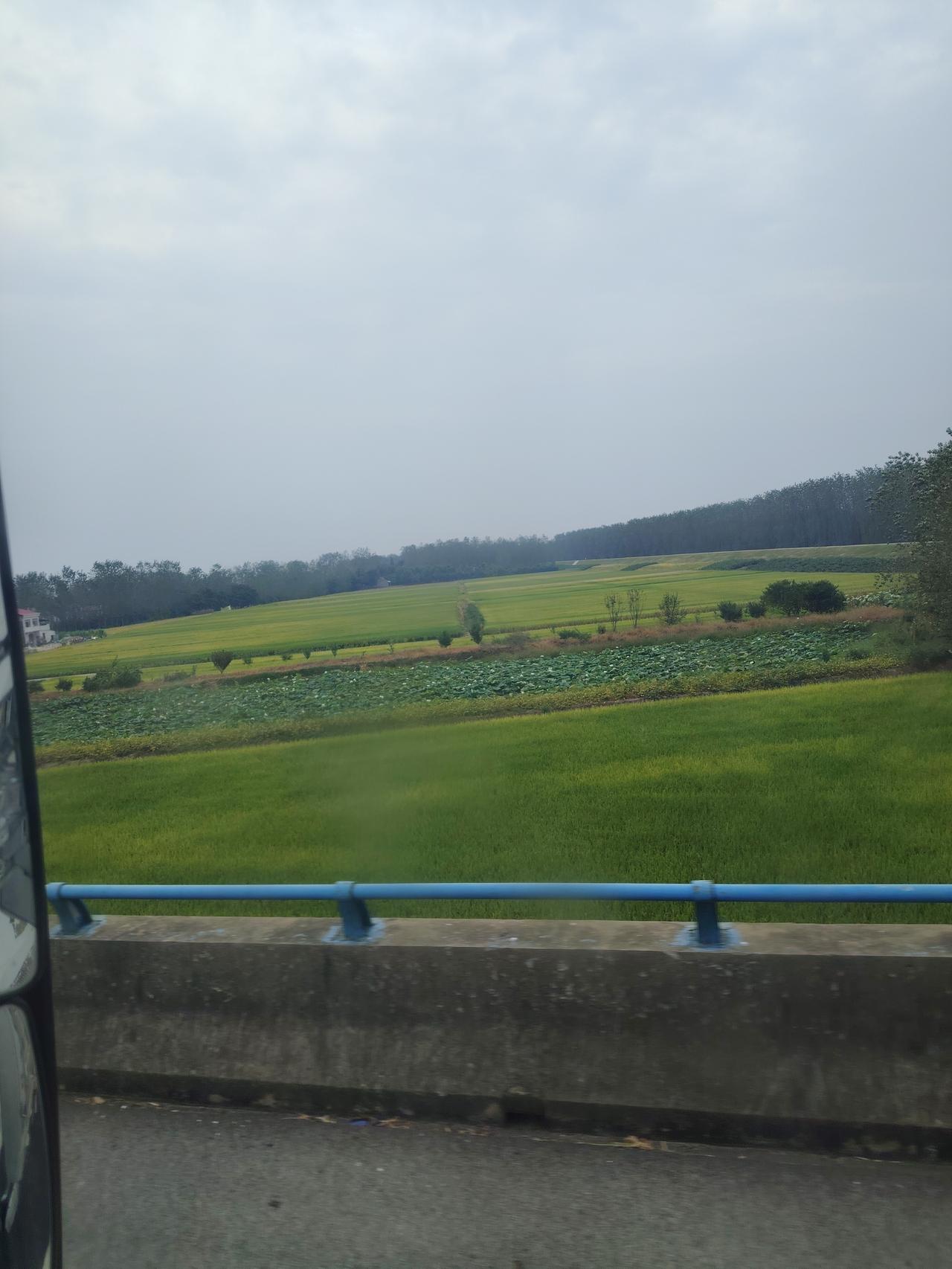 荆州市公安县，这里是鱼米之乡，二季稻长的非常好说起湖北荆州公安县，很多人第