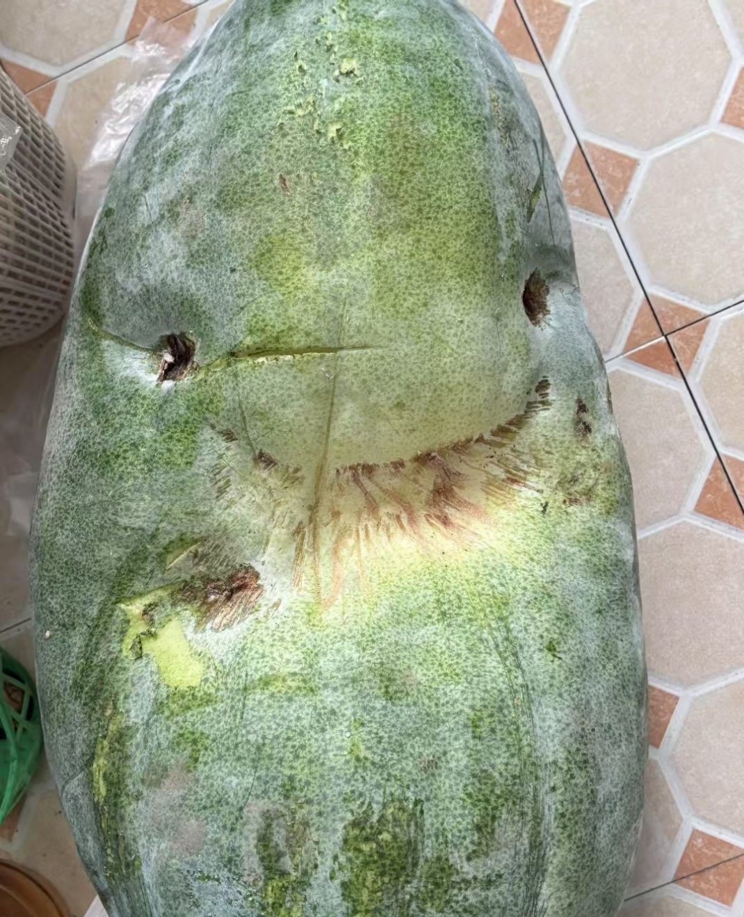 它叫鲨瓜，网友：我妈摘的冬瓜侠也不知道我妈上哪儿摘了这么个冬瓜哈哈哈哈哈哈哈哈