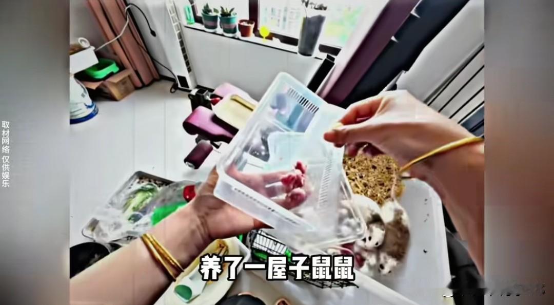 博主搞蛇鼠闭环养殖，一屋子老鼠不停生，幼崽直接冻了当蛇粮一博主发视频家里养