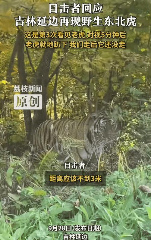近日，吉林延边，男子距离3米偶遇野生东北虎。没想到，他与东北虎对视5分钟后，东北