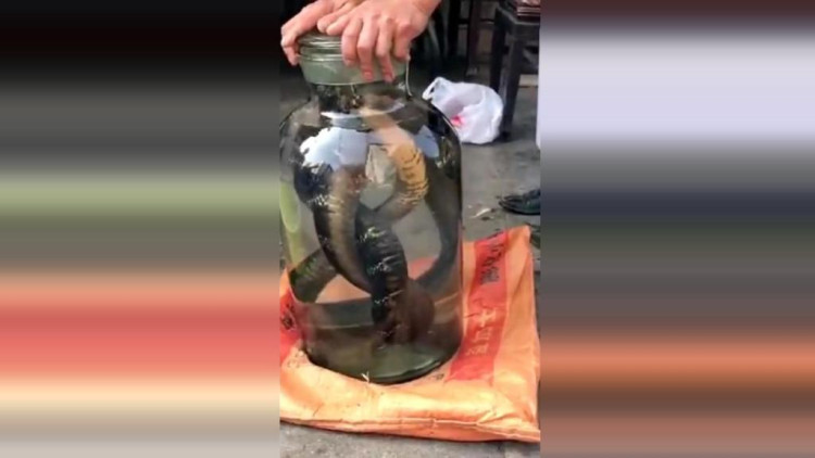 广西大叔把两米长的眼镜王蛇活泡酒,蛇不断挣扎,看得我手心冒汗