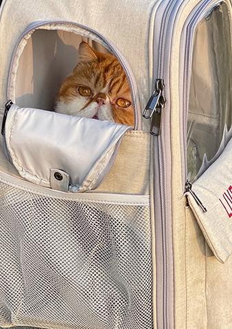 笑喷了！一女子，背着个宠物背包，里面装着两只猫咪，她在路口等红绿灯。没想到包里的