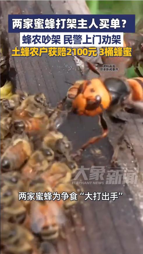 “笑不活了！”近日，浙江绍兴，两户蜂农家的蜜蜂突然干起架来，其中一方损失惨重，而