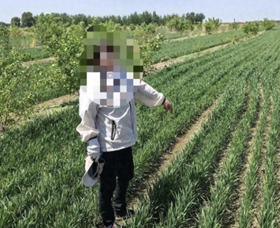 当农民真的是太难了，想多打点粮食就多种了麦子，没想到还被刑拘了！这事发生在今年