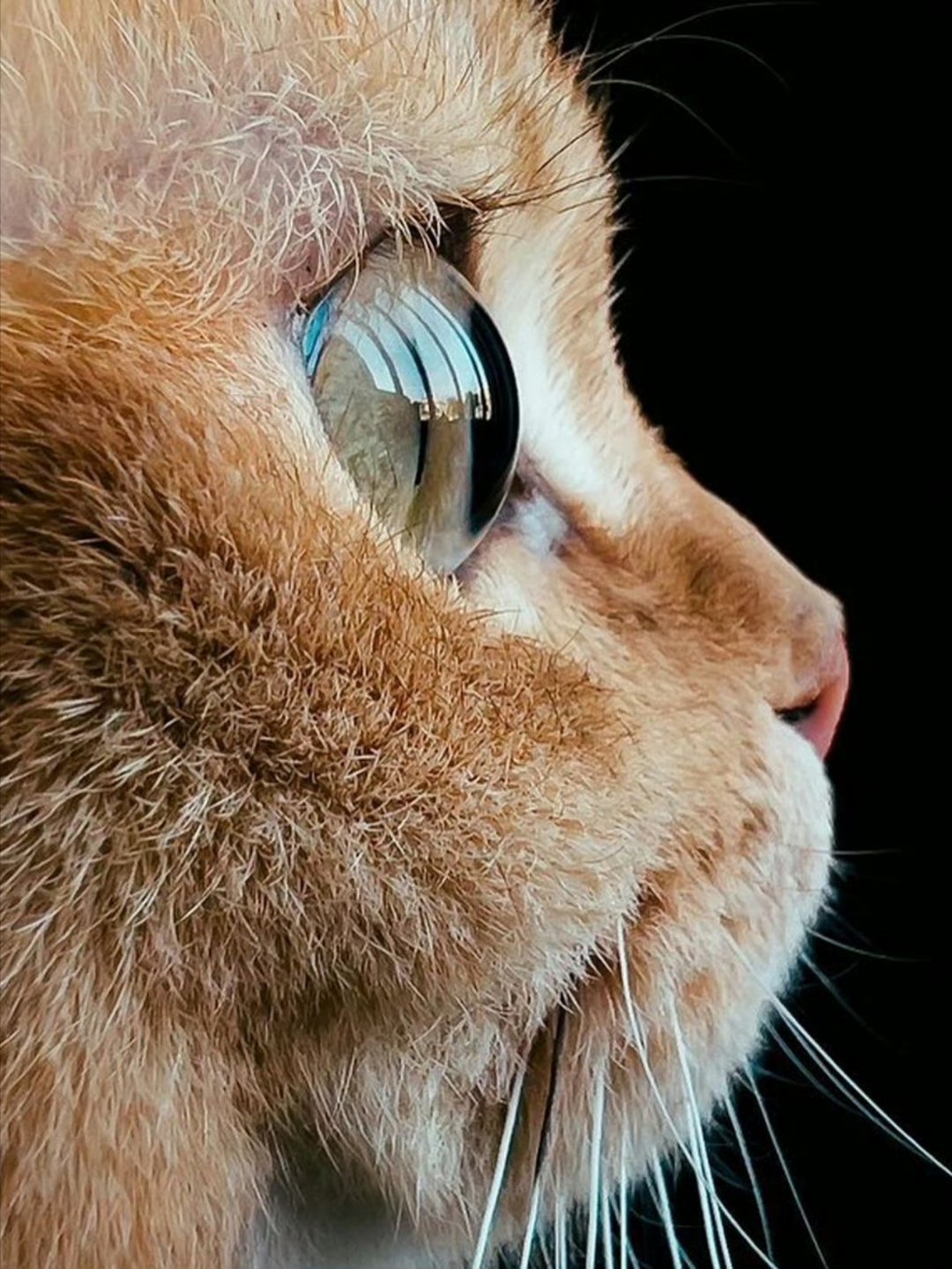 养猫后看见啥都想给它做玩具确实是这样滴！可能也是小时候看的动画片里面有很多可爱的