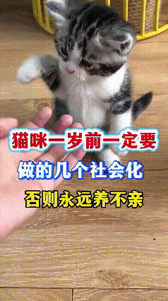 哎呀妈呀老铁们，小猫一岁之前社会化训练可得抓紧整，整不好一辈子都跟你不亲近！一