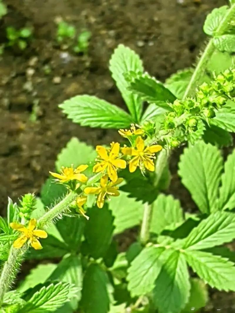 仙鹤草治疑难杂症，确有奇效仙鹤草的作用，我认为主要是通过强补达到收涩，而不是通