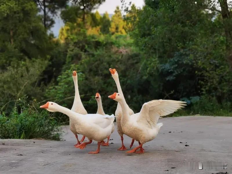 家人们谁懂啊，河南周口一场动物界的“霸凌复仇战”火了！一只嚣张的大鹅，仗着自己是